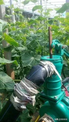 黄瓜早上浇水好还是晚上浇水好,黄瓜用滴灌浇水一次需要多少水