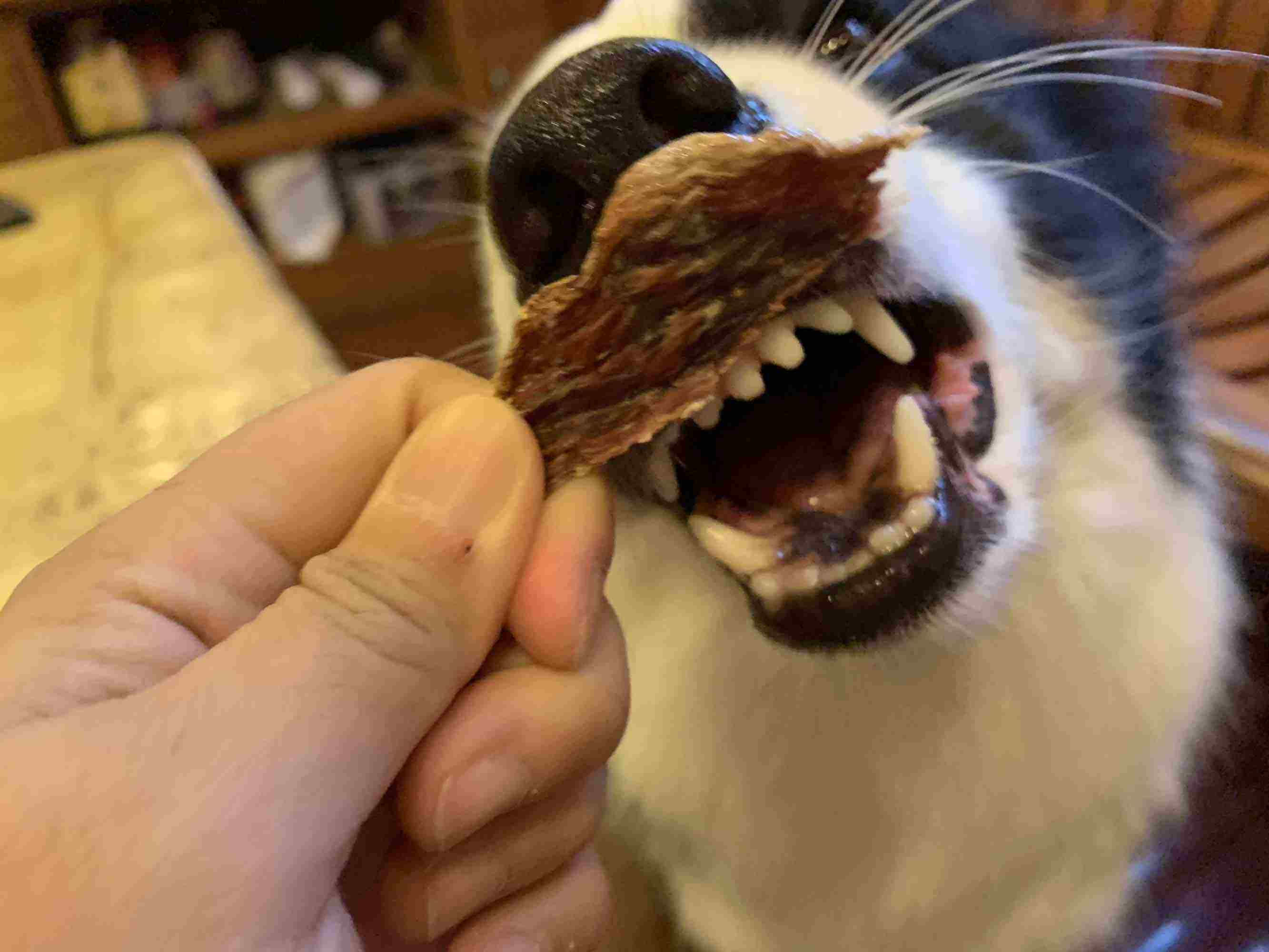 千万不要让狗去舔伤口很危险的,千万不要舔狗舔到最后一无所有