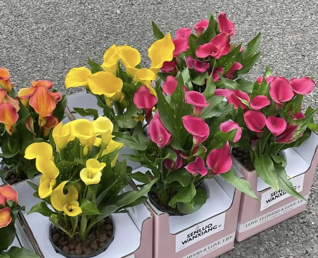 5种花不吉利再喜欢也别养在室内,什么花最适合室内养对人身体健康