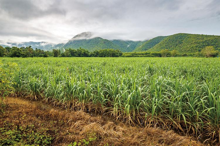 巴西为什么是体育强国,巴西的足球为什么那么强大