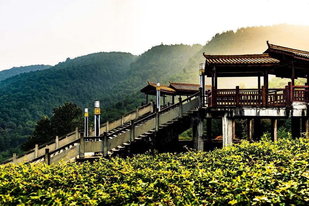 漫步山林空气清新,重庆森林步道