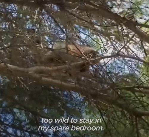 鍔犳嬁澶у皬娴g唺骞煎唇,鍔犳嬁澶у杺鍏诲皬娴g唺