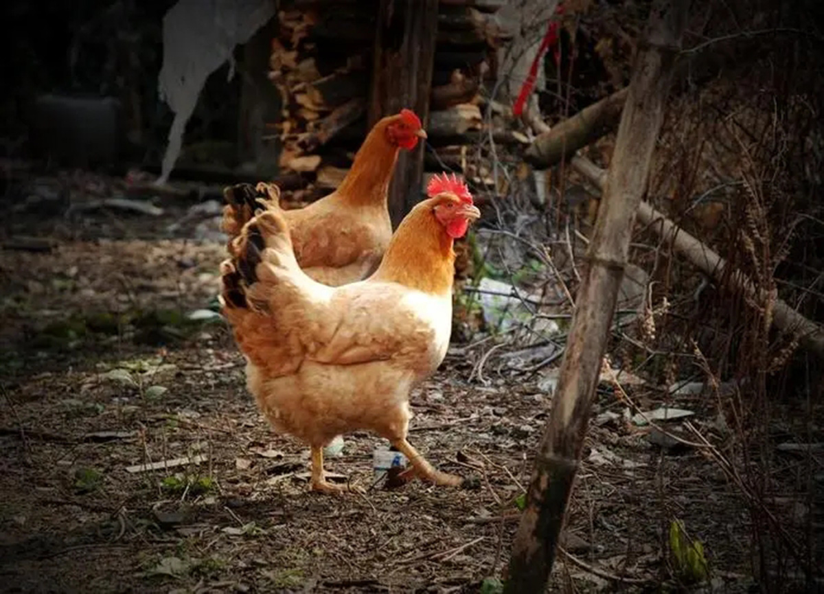 让人避而远之的蜈蚣，为啥害怕鸡？为啥鸡吃了蜈蚣，不会被毒死？