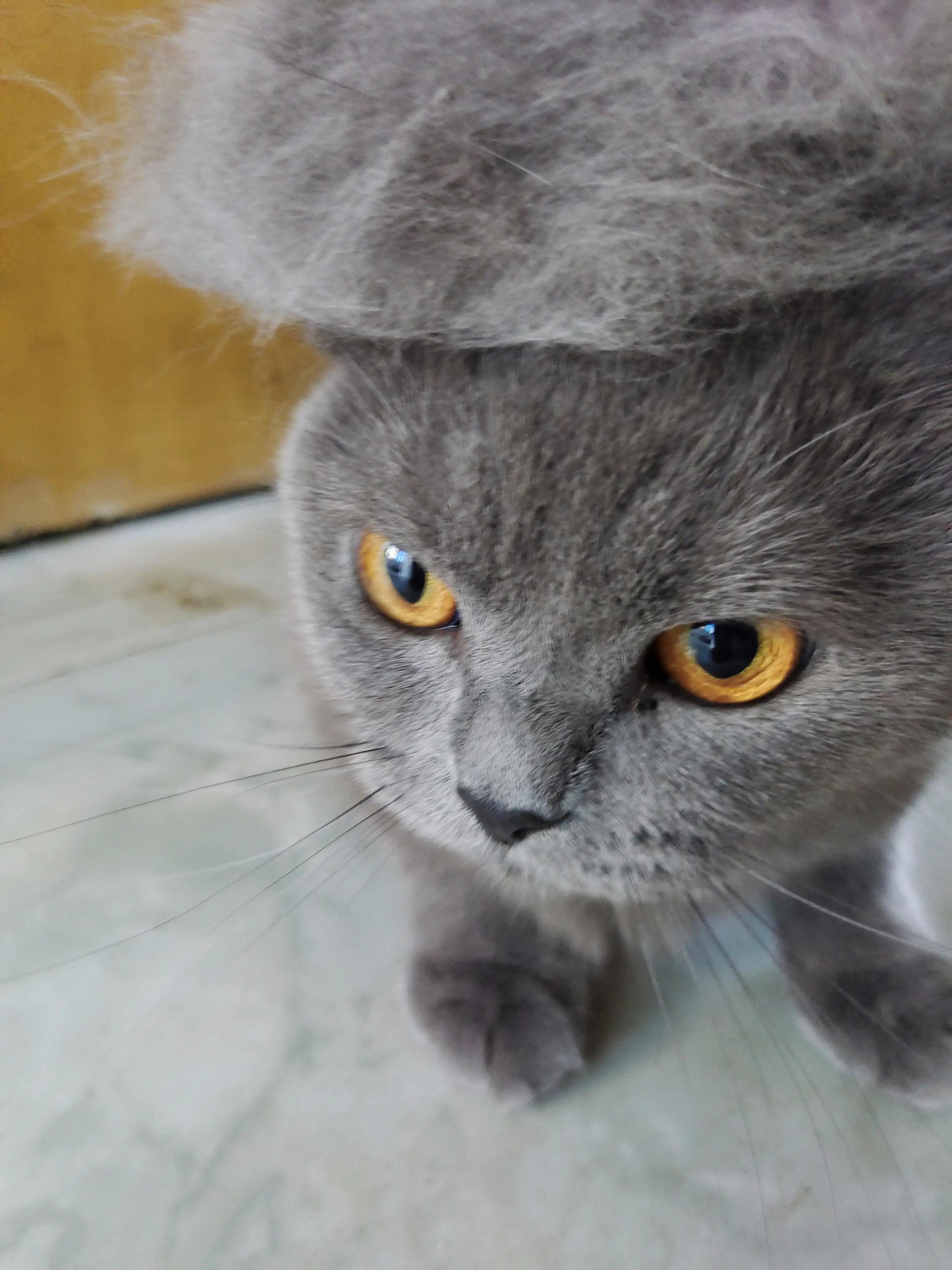 猫咪不吃猫草怎么办,猫咪不吃猫粮怎么办