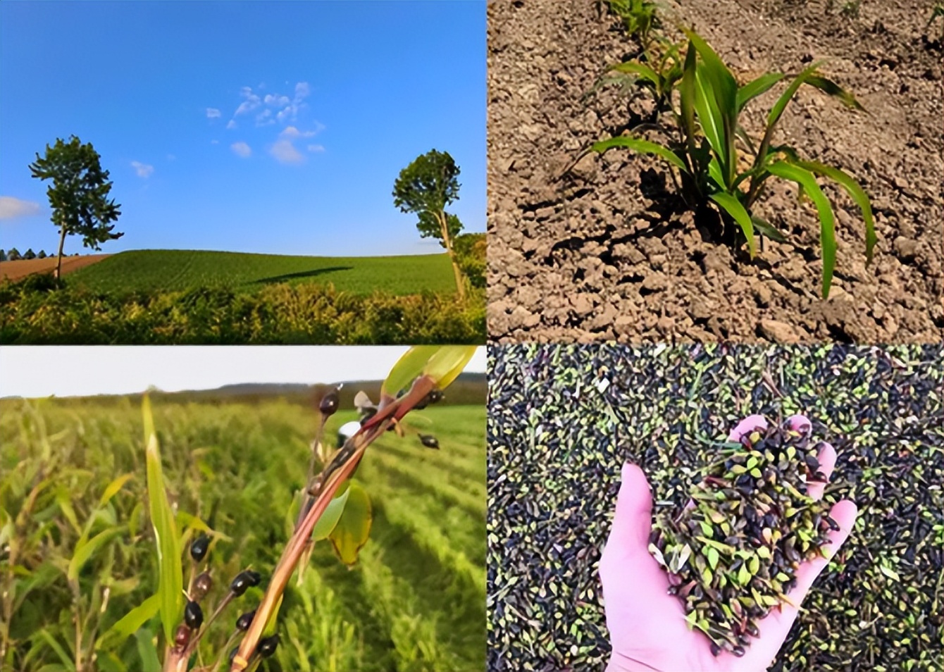 澳尔滨健康水日本专卖店,奥尔滨爽肤水和健康水哪个好