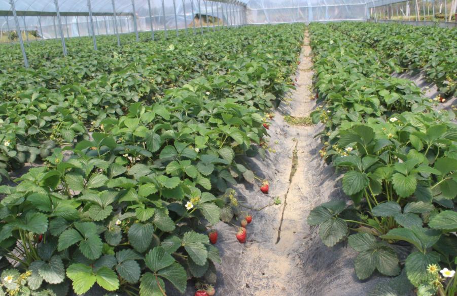 小山村种出了“院士菜”专家院士播下致富种子外出年轻人回乡创业