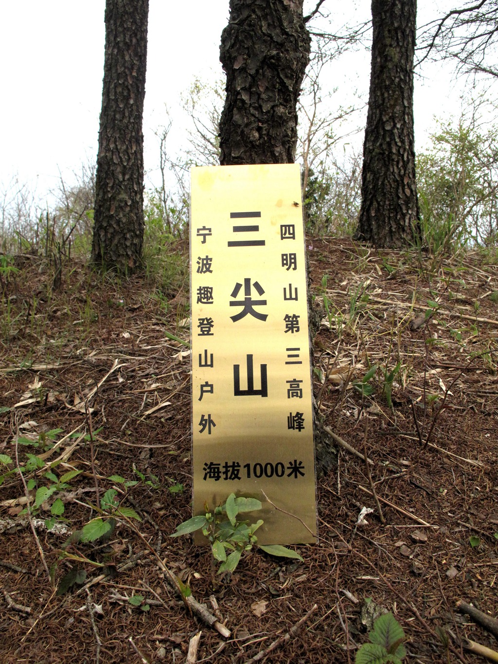 四明山华顶杜鹃,浙东华顶杜鹃群落