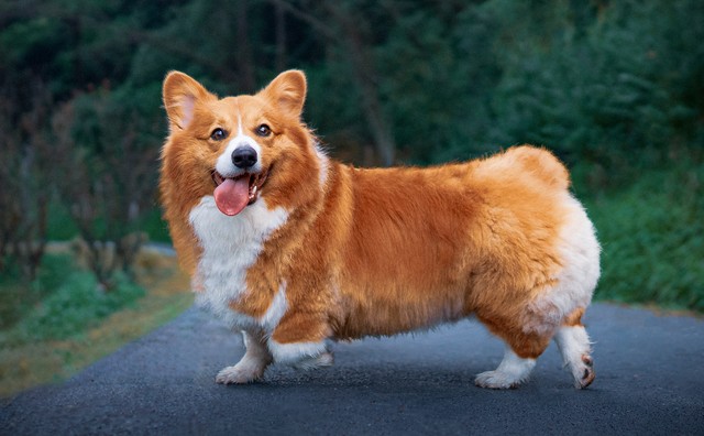 你知道吗？蝴蝶品尝美味要用脚丫踩一踩。