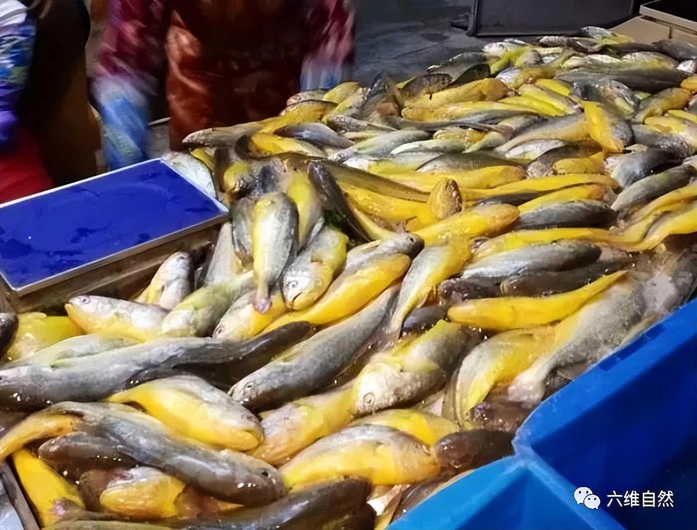 游客钓到野生大黄鱼全身金光闪闪,浙江钓友上野生三斤多大黄鱼