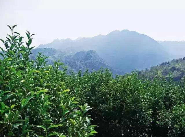 潮州工夫茶泡茶完整教程,潮州工夫茶都用什么样的茶具