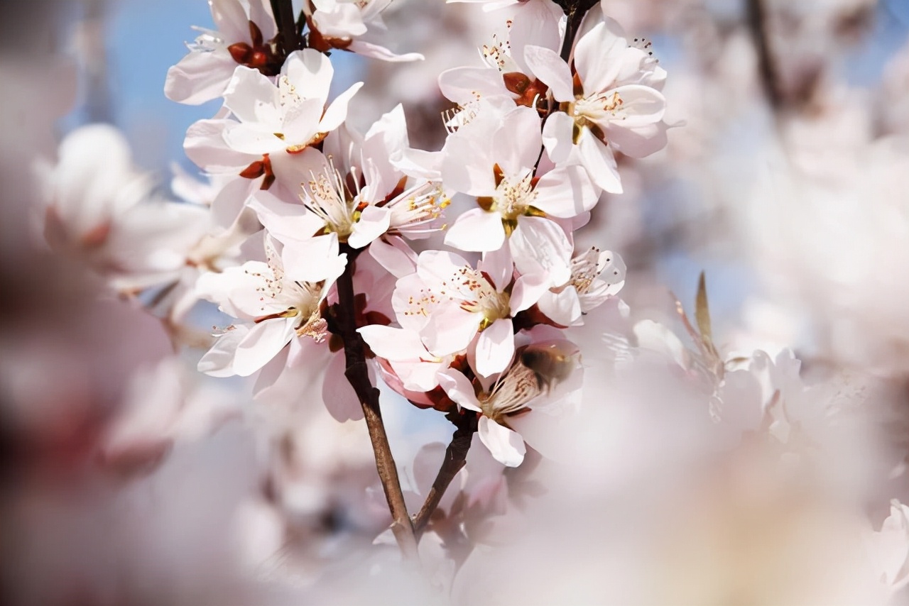 比喻桃花盛开的句子,比喻句桃花是春天的什么