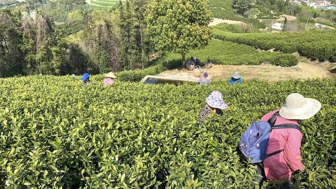 岁月芳华如诗如茶——常州骏山堂茶文化有限公司创始人李理雷