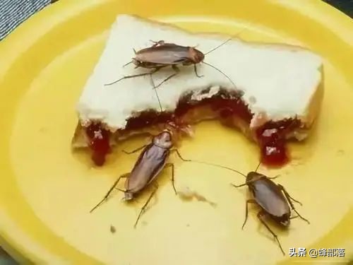 蟑螂为啥越杀越多,正确打死一只蟑螂的方法
