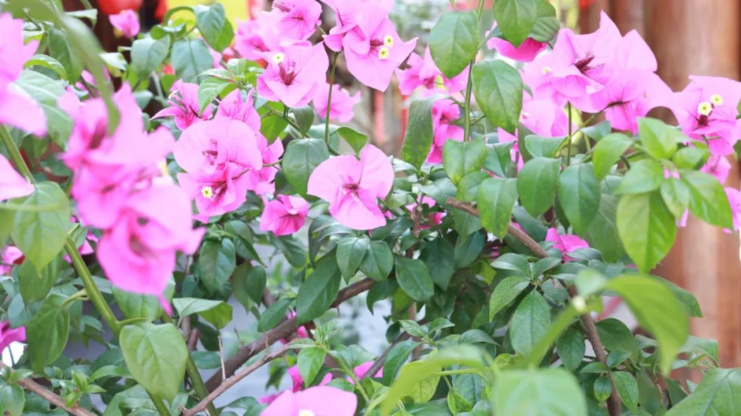 过敏性的皮炎皮疹是什么症状,化妆品过敏性皮炎症状怎么治疗