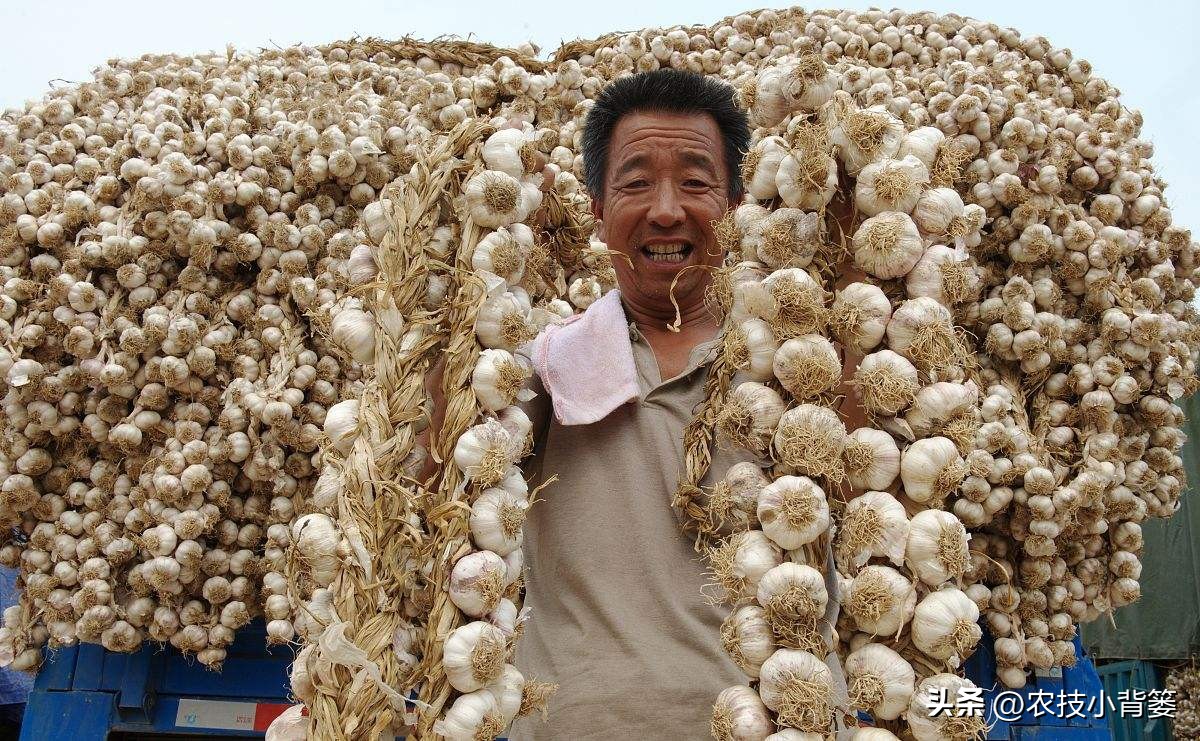 种植大量的大蒜怎么储藏,大蒜长期保鲜储存的正确方法