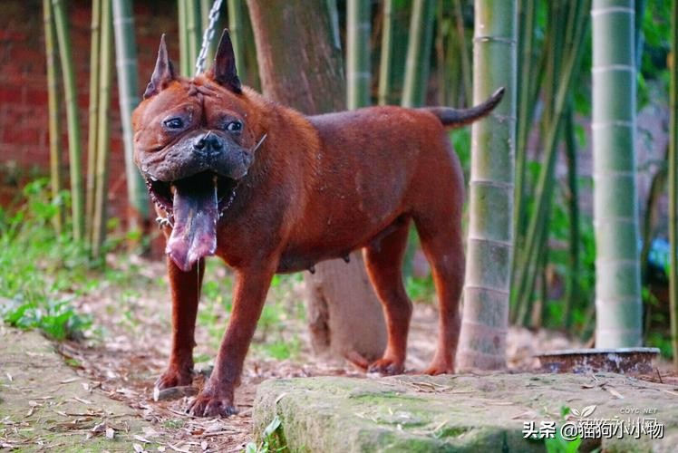 猎犬之王川东猎犬,川东猎犬中国猎犬排第一名的犬