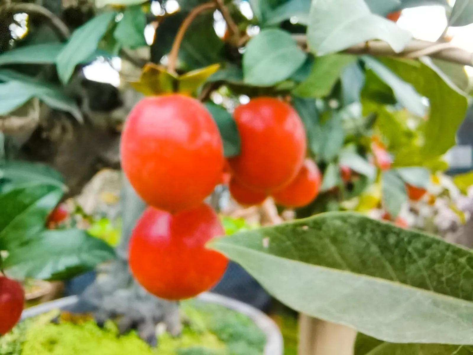 阴雨雾霾天逛月亮湾花市，郁闷不见了，心情舒朗愉悦