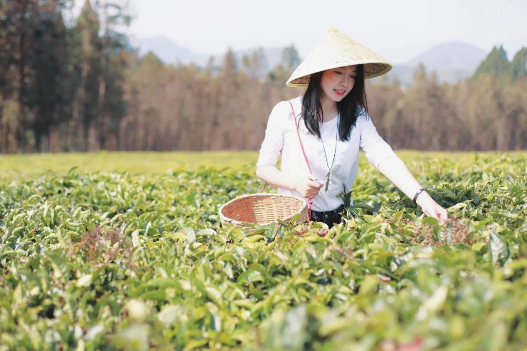 不一样的云南腾冲旅行，亲手做茶饼，品茶园美食，体验感真不错！