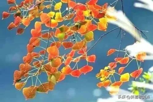 小小说：说的都不是真话