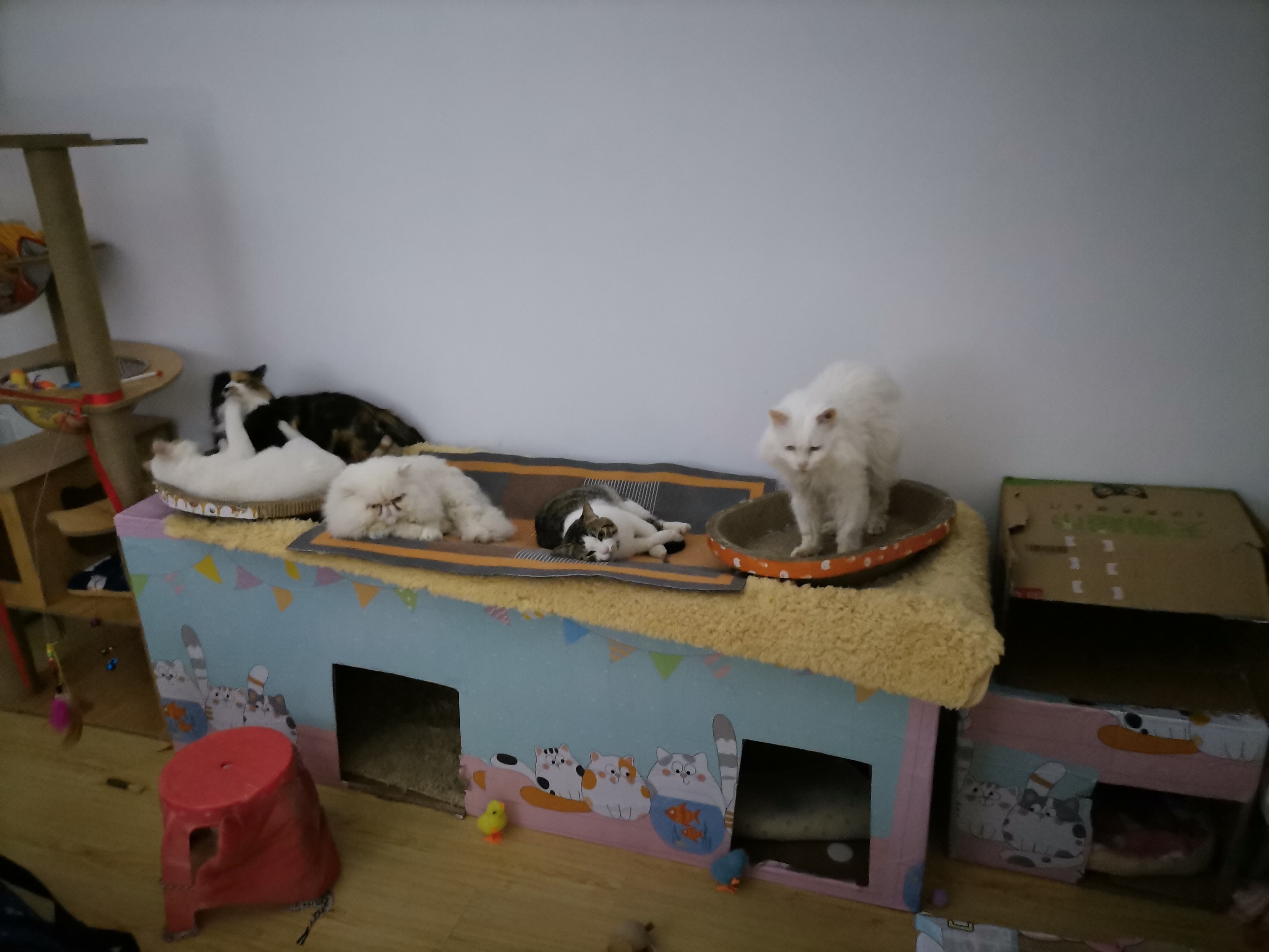 我的第二只猫咪图片,第二只猫来了第一只猫生气