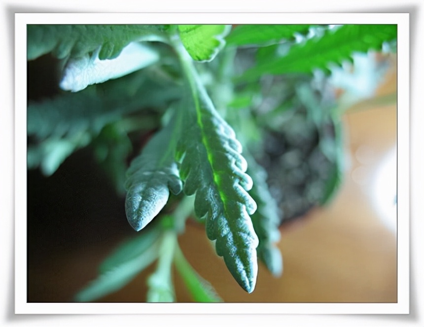 进口薰衣草干花,高级干花真花薰衣草