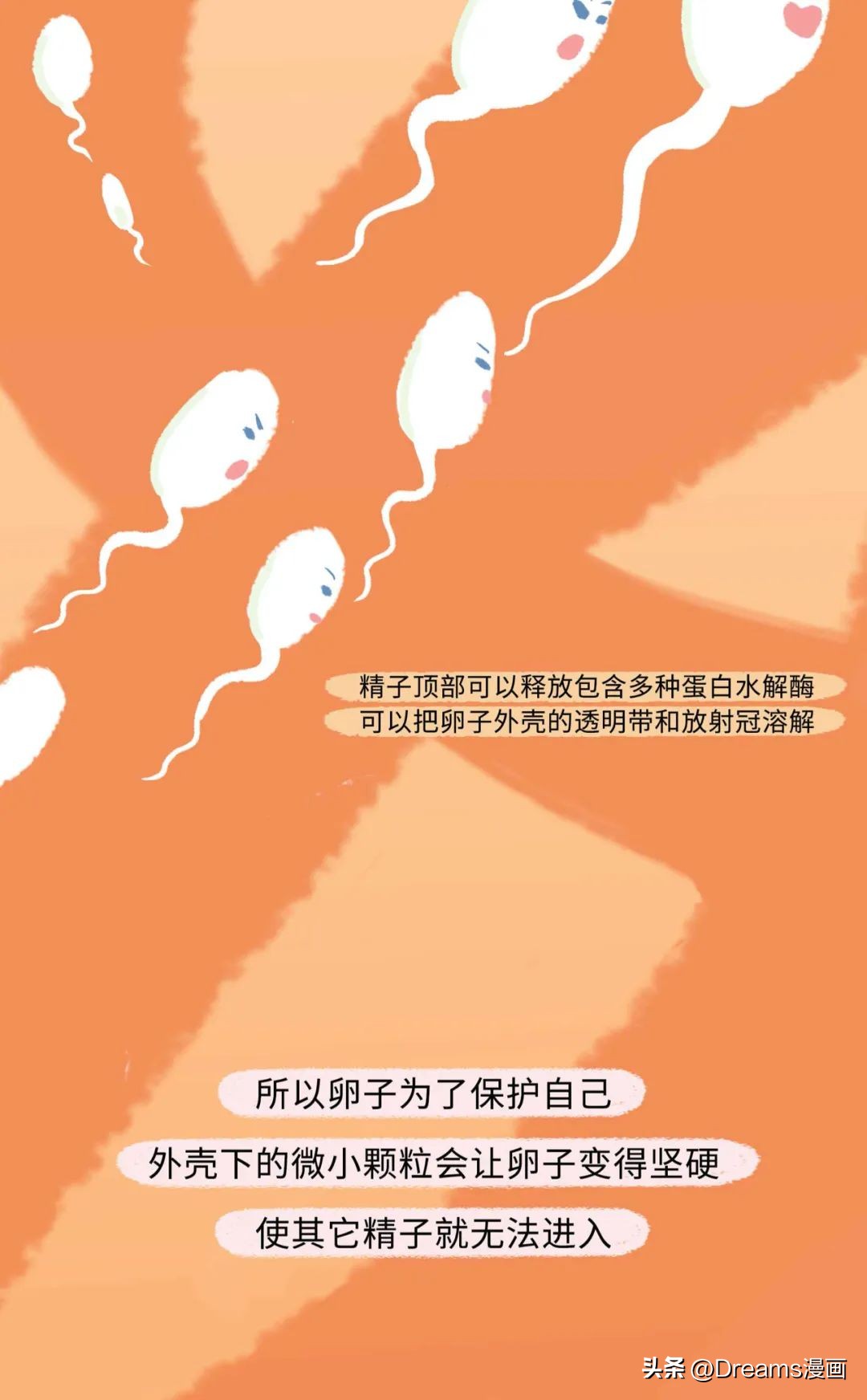 精子进入女生体内的全过程