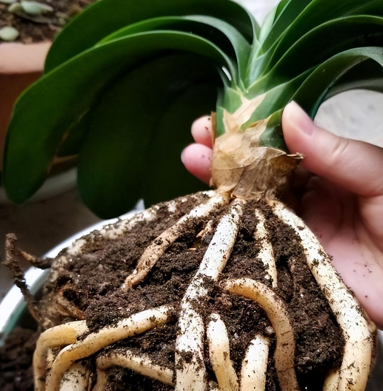 春天养君子兰，做好“4件事”，多长新叶子，花期满盆冒花箭