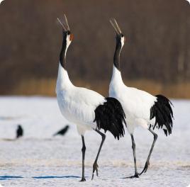 丹顶鹤女孩的故事,丹顶鹤是国鸟吗