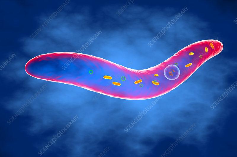 梭杆菌属有什么作用,梭杆菌是益生菌吗