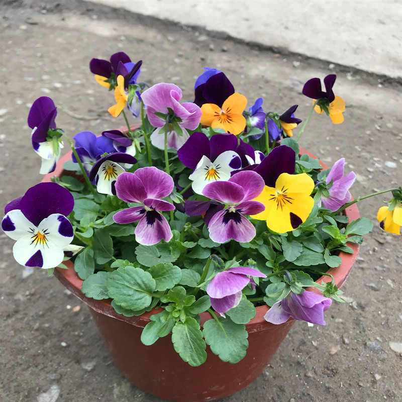 家庭客厅养什么花好看又旺财,客厅最吉祥的三种花