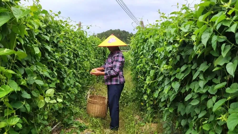 超美味肇庆吃出致富新路径,舌尖上的肇庆特色美食
