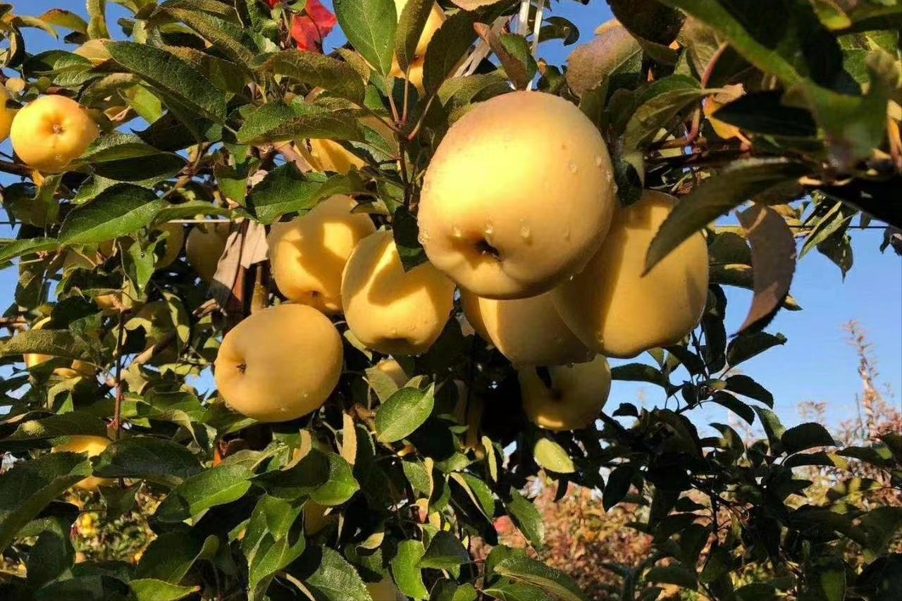 日本专家带到我国的“金苹果”，曾被认为是*局骗**，今年卖15元一斤