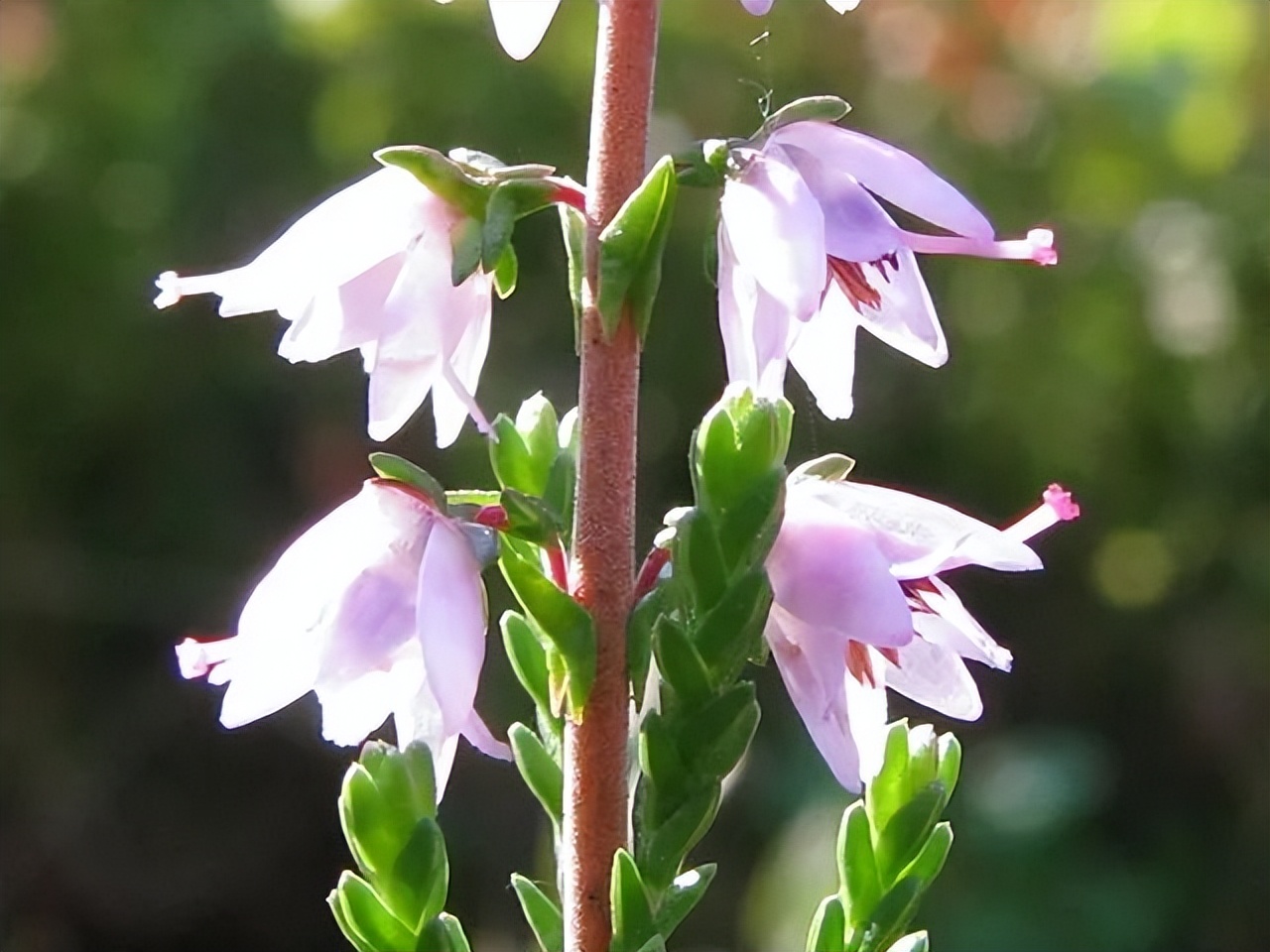 石楠为什么这么臭,石楠为什么有臭味