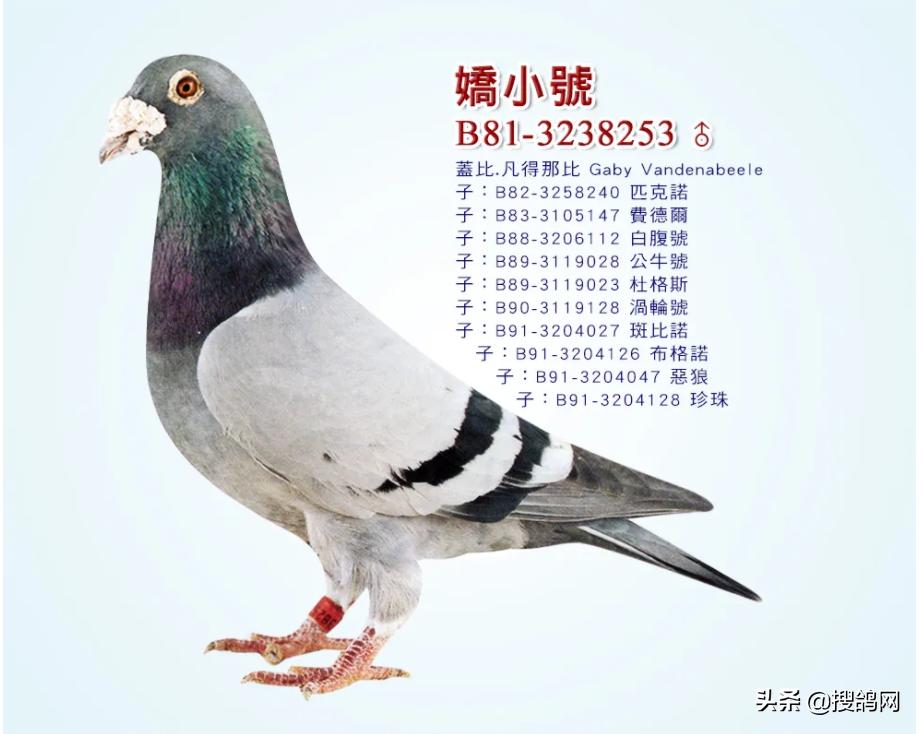 盖比顶级种鸽的特征图,盖比花头顶级种鸽