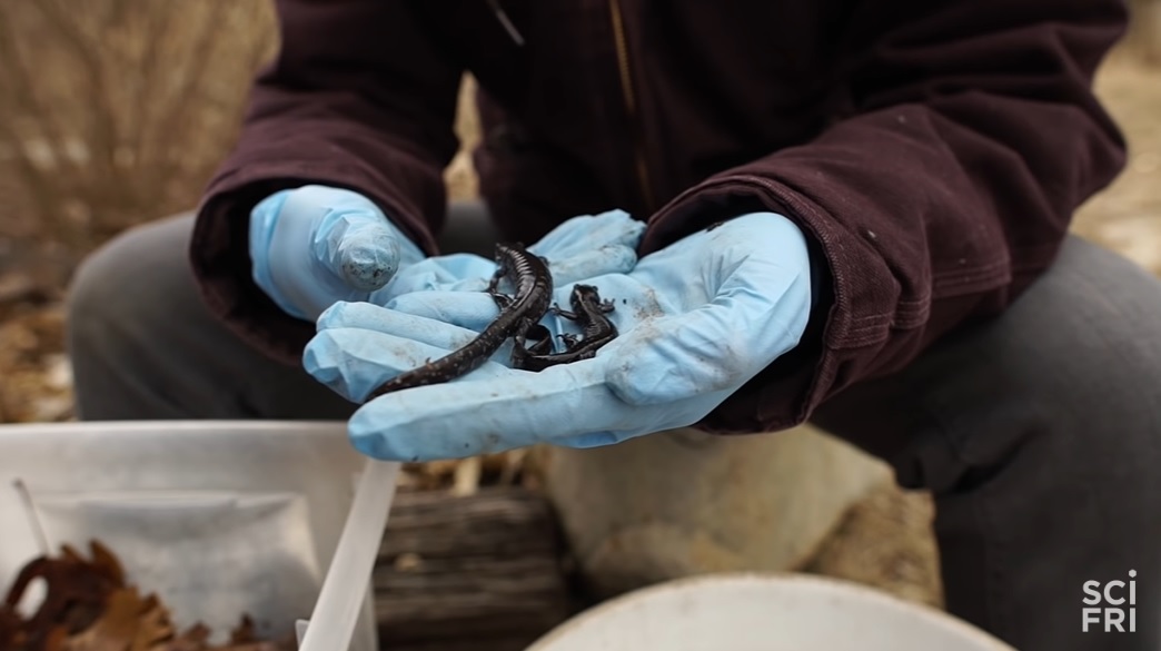 全员雌性，靠偷别人的精子繁衍后代…这种动物让科学家都迷惑了