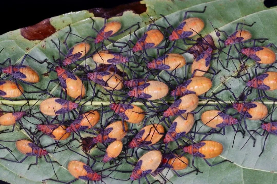 上海的白蚁成群结队，这可怎么办？