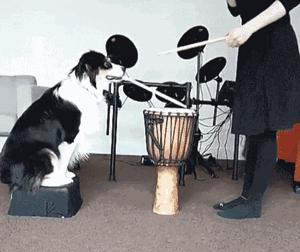 “这狗我认识，考试坐我旁边。”你什么时候被宠物的智商震惊过？