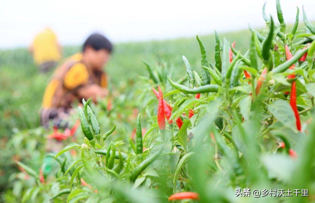 阳台种的辣椒为什么开花不结辣椒,辣椒只开花不结辣椒是什么原因
