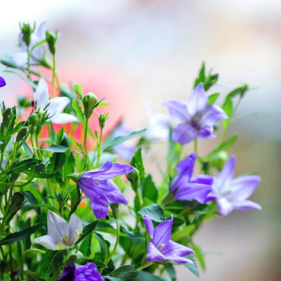原创花卉作品·桔梗花·花中处士，不慕繁华。已然成为园林新宠。