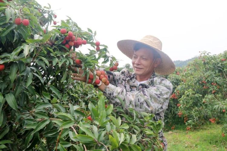 妃子笑荔枝破价预售,妃子笑荔枝一颗卖出天价