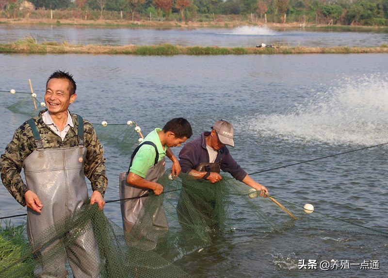 池塘混养花白鲢高产技术,南美白对虾为什么和白鲢混养