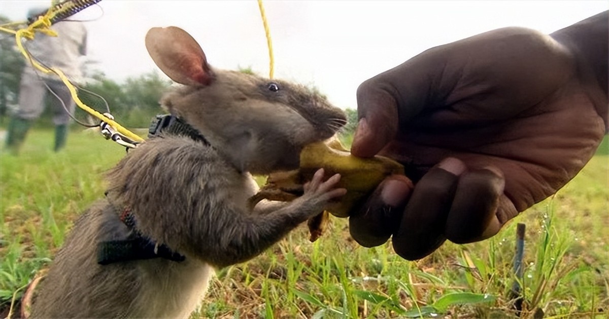 脚踩120万枚地雷，清理最少要4000年，非洲人用笨办法搞定