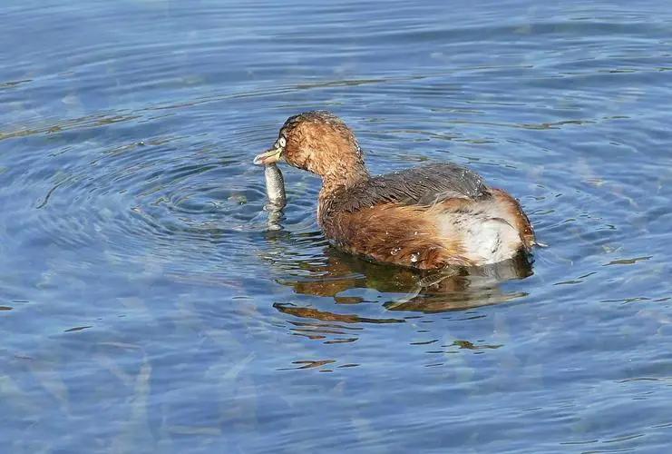 鱼塘几千斤鱼神秘消失,鱼塘数千条鱼神秘消失