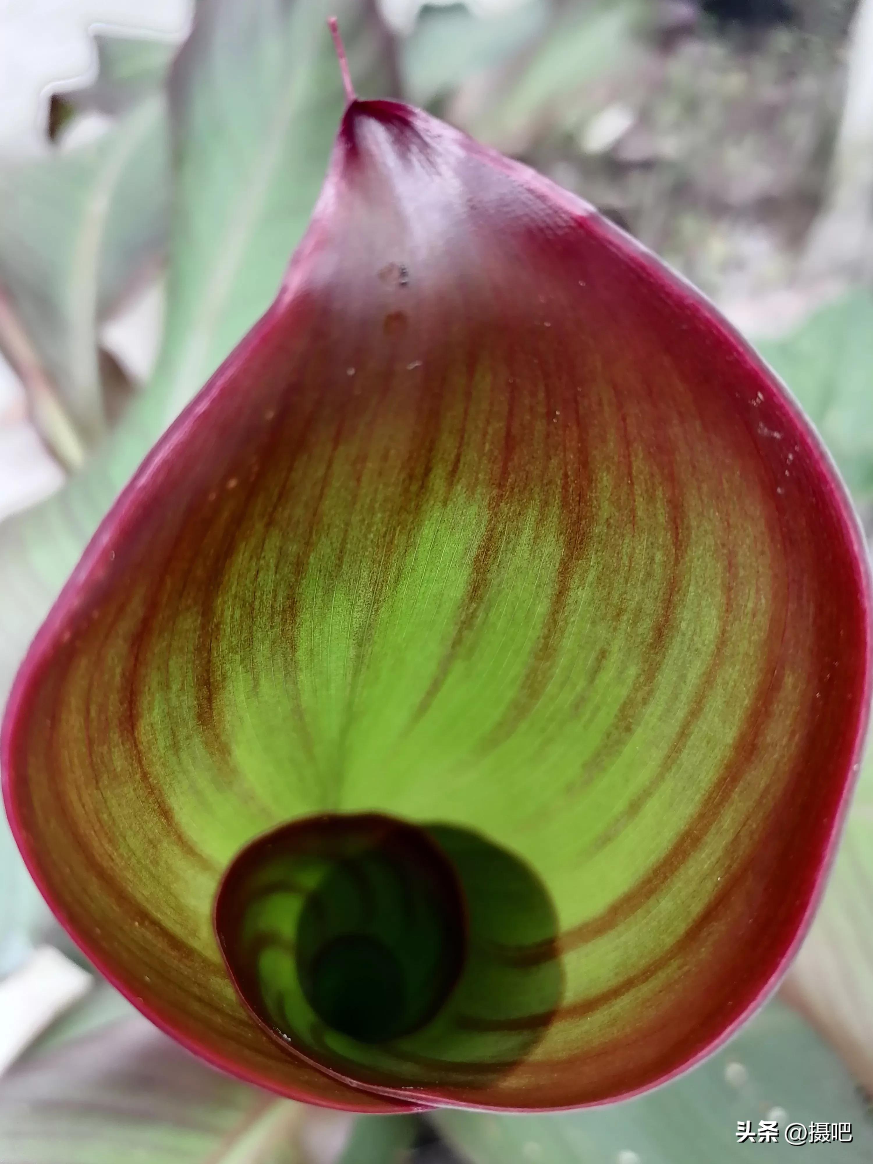 特大新鲜粽叶,大粽叶长在什么地方