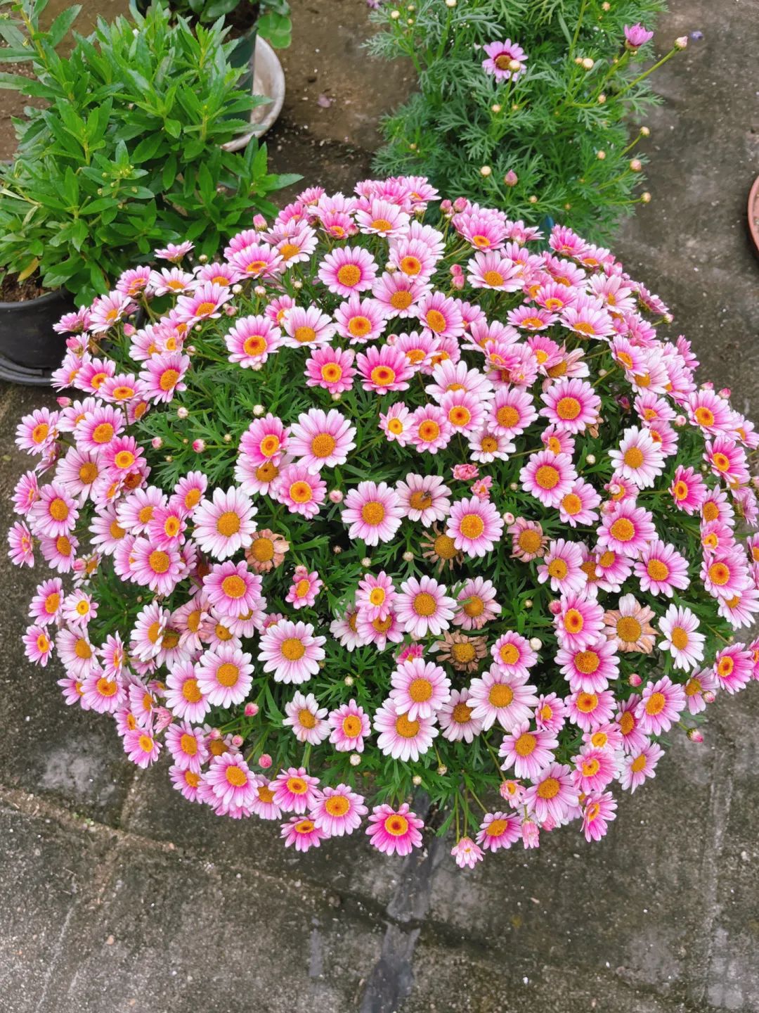 四季最好养的10种花,这8种花四季开花不断漂亮又好养