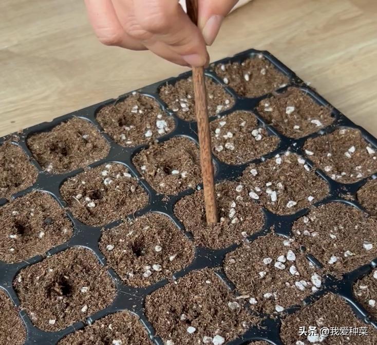 西红柿育苗的正确方法,西红柿育苗最简单的方法