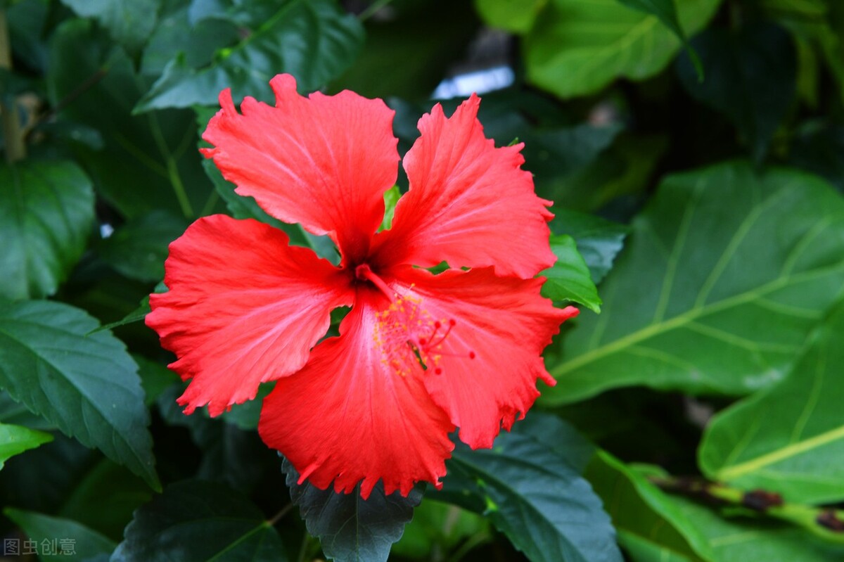 屋内放花有什么讲究,鲜花放家中花旺人不旺
