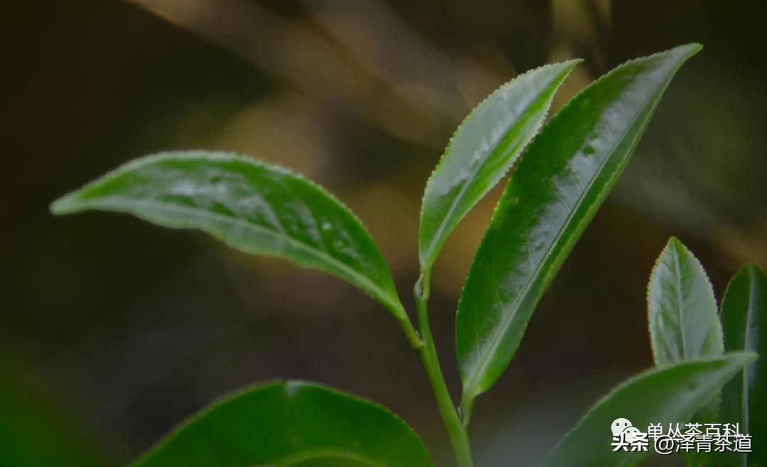 了解一下凤凰单丛,了解凤凰单丛