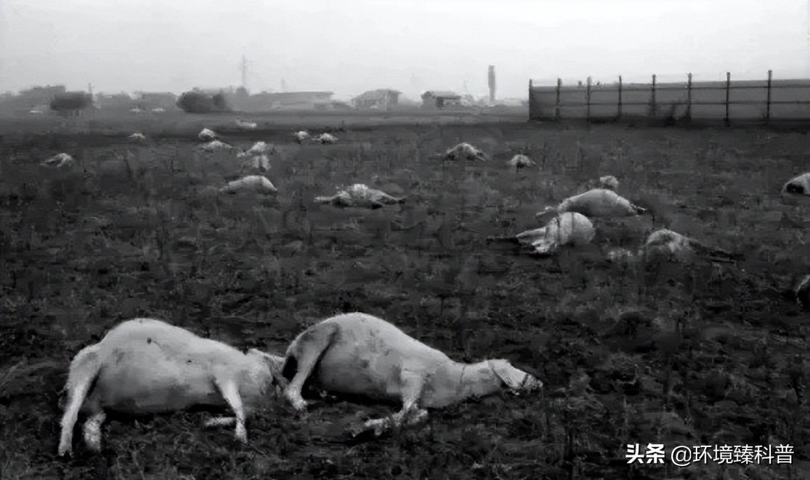 塞维索毒气事件是怎么解决的,意大利塞维索化学污染事件