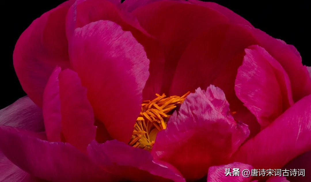 光艳动天下的何止安乐公主